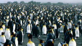 Significant Decline Observed in World's Largest Chinstrap Penguin Colony Due to Climate Change
