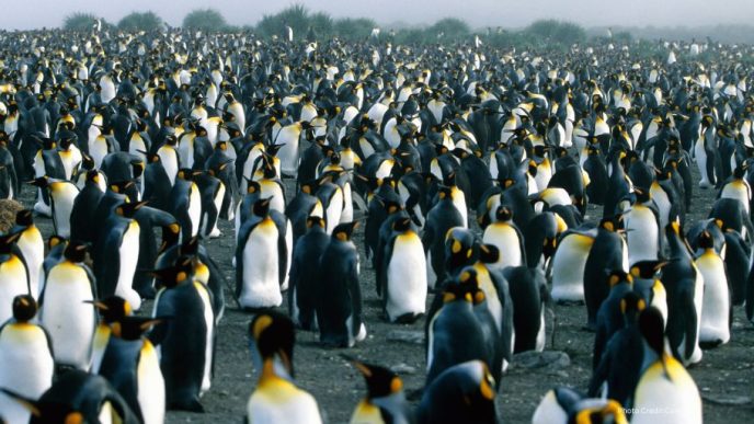 Significant Decline Observed in World's Largest Chinstrap Penguin Colony Due to Climate Change