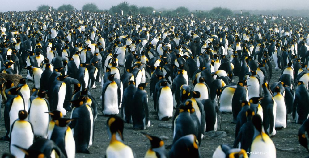 Significant Decline Observed in World's Largest Chinstrap Penguin Colony Due to Climate Change