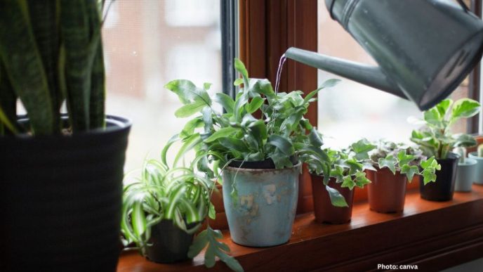 Research Highlights Health Benefits of Houseplants