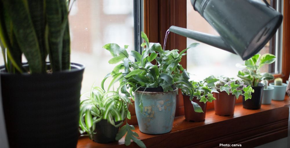 Research Highlights Health Benefits of Houseplants