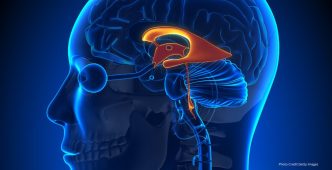 Gatekeeper Of Memory: Study Identifies The Amygdala As A Prime Target For Treating Neurological Disorders