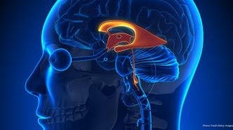Gatekeeper Of Memory: Study Identifies The Amygdala As A Prime Target For Treating Neurological Disorders