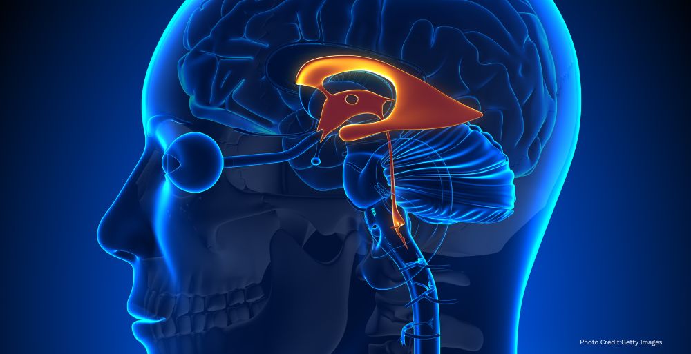 Gatekeeper Of Memory: Study Identifies The Amygdala As A Prime Target For Treating Neurological Disorders