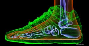 Study Reveals How Footwear Influences Bone Structure and Implications for Understanding Human Evolution