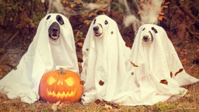 Engaging with Fear: How Halloween Can Enhance Emotional Awareness